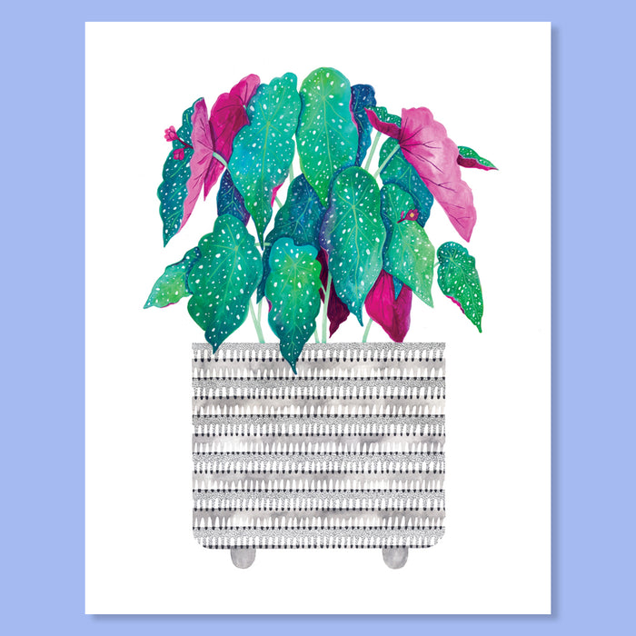 Begonia Maculata Print